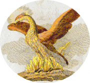 Phoenix Day Rate / Taster